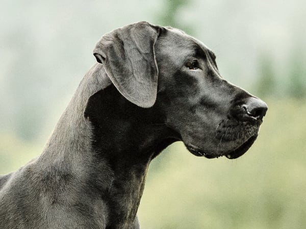 Cold Laser Therapy