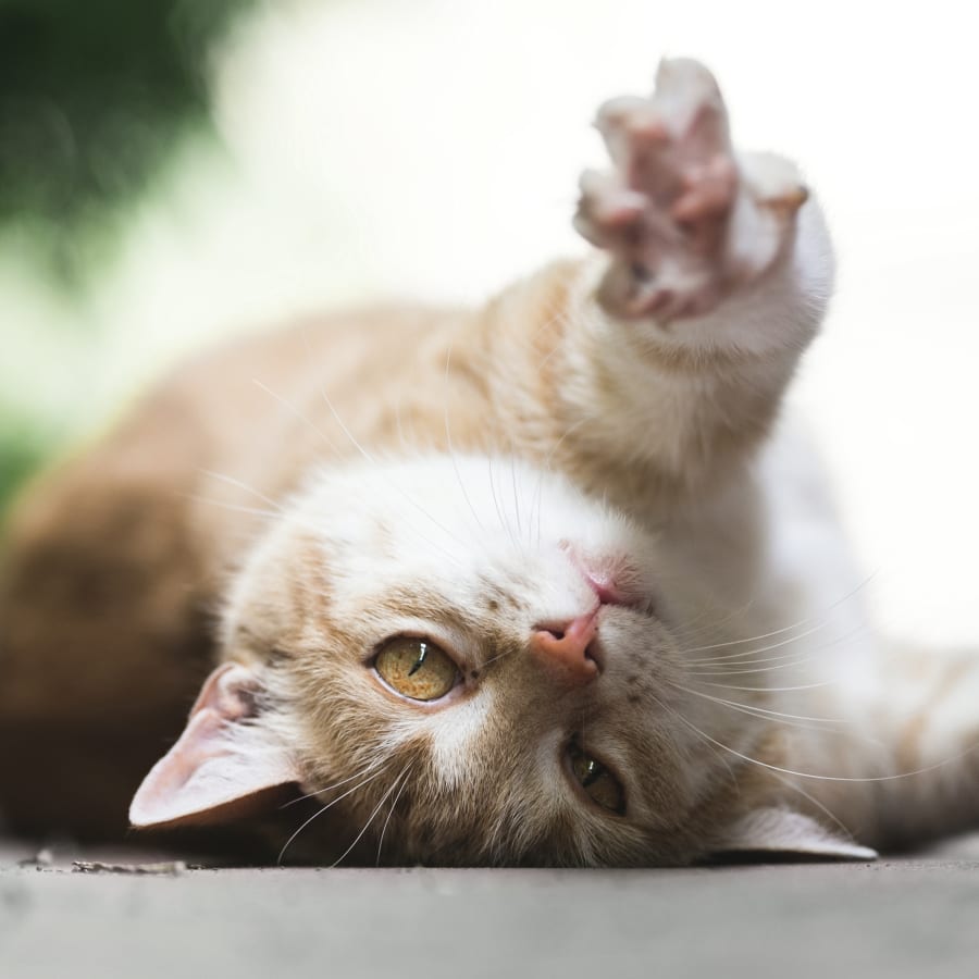 CAT VACCINATION INFORMATION — Seaside Home Veterinary Care