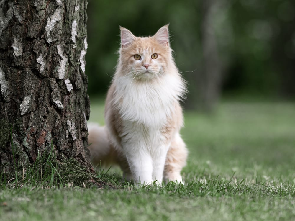 Welcome to Canyon Animal Hospital in Laguna Beach Welcome to Canyon Animal Hospital in Laguna Beach