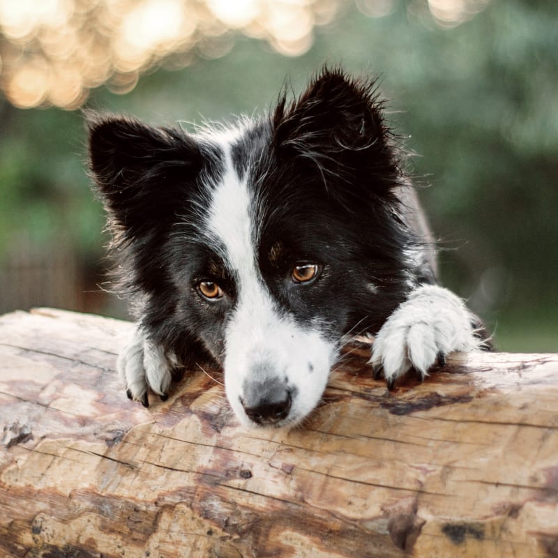 Vet Oncology Services, Laguna Beach Veterinarian