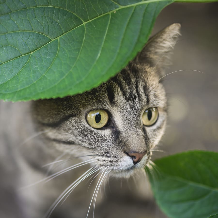 Pet Oncology Services For Cats & Dogs in Laguna Beach